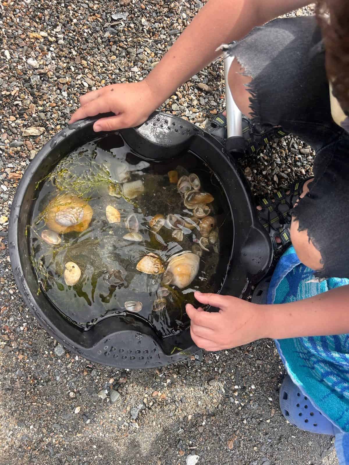 Kids' hands reaching into a touch-tank tray of quahogs
